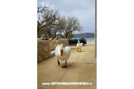Apartmány Tomic foto 4