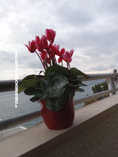 Apartmán Jagoda – foto 23